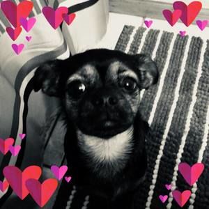 Meet your Posher, Joann